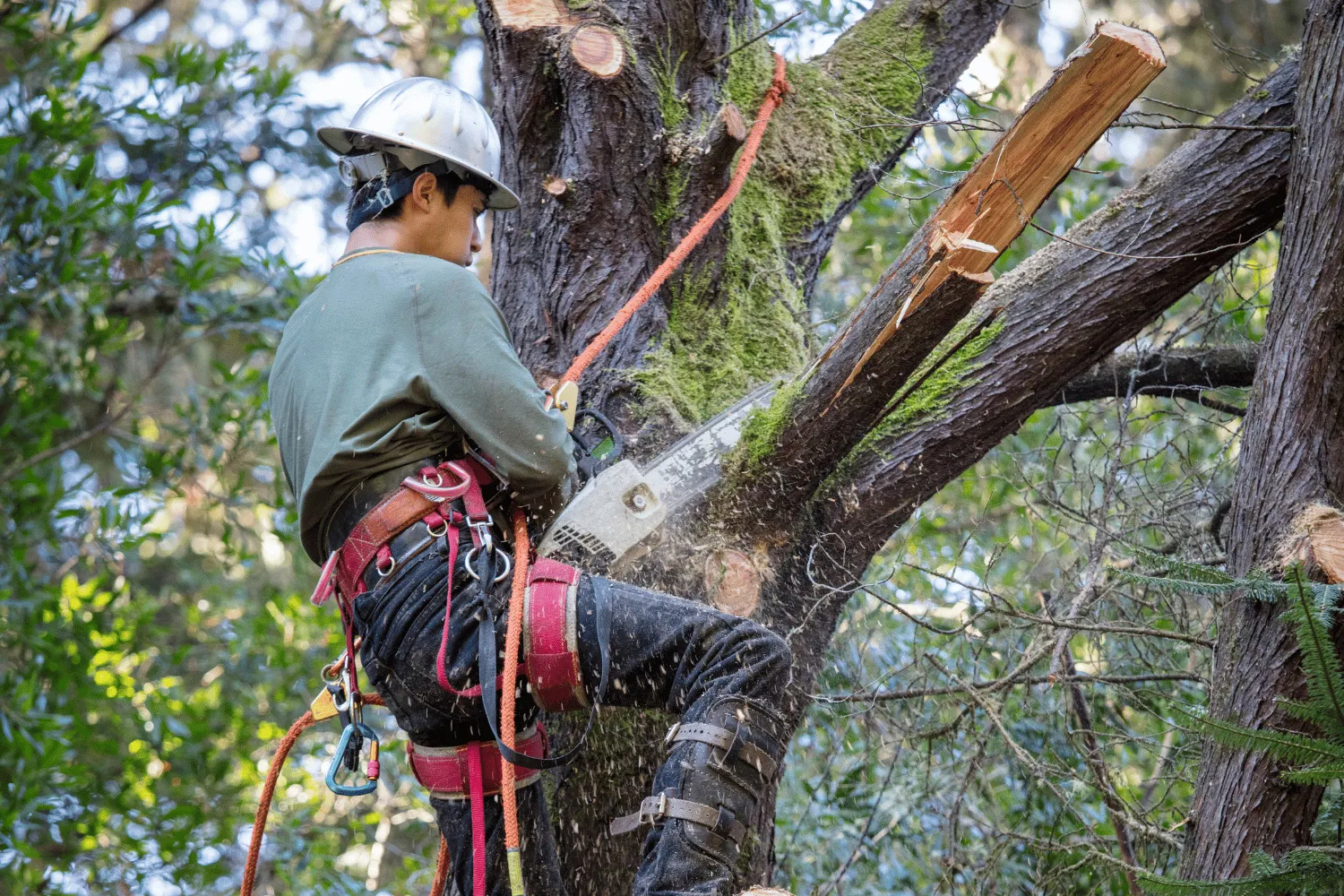 Professional tree cutting service