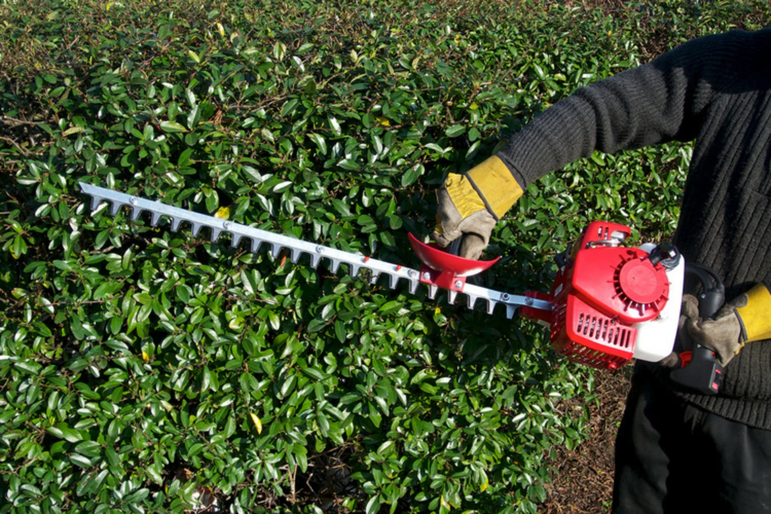 Hedge trimming