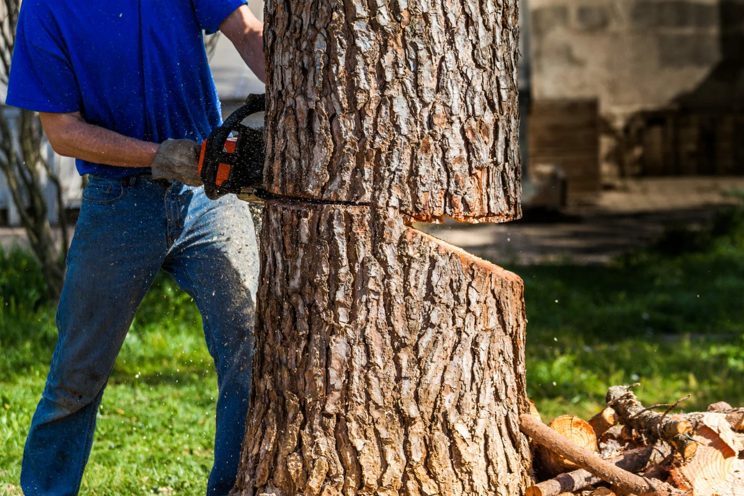 Tree cutting