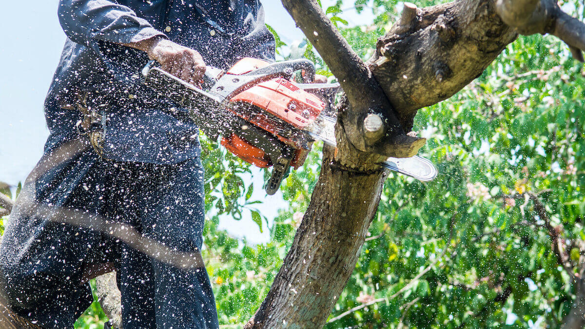 Professional tree cutting process
